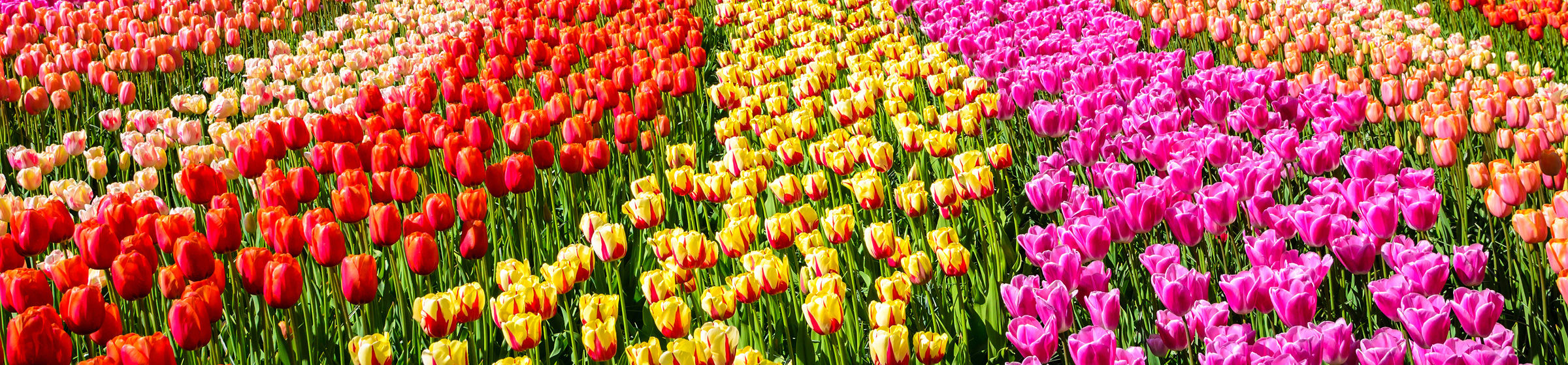 Flower meadow with tulips