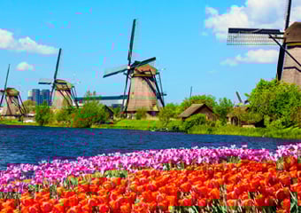 Wind mills behind a field of tulips