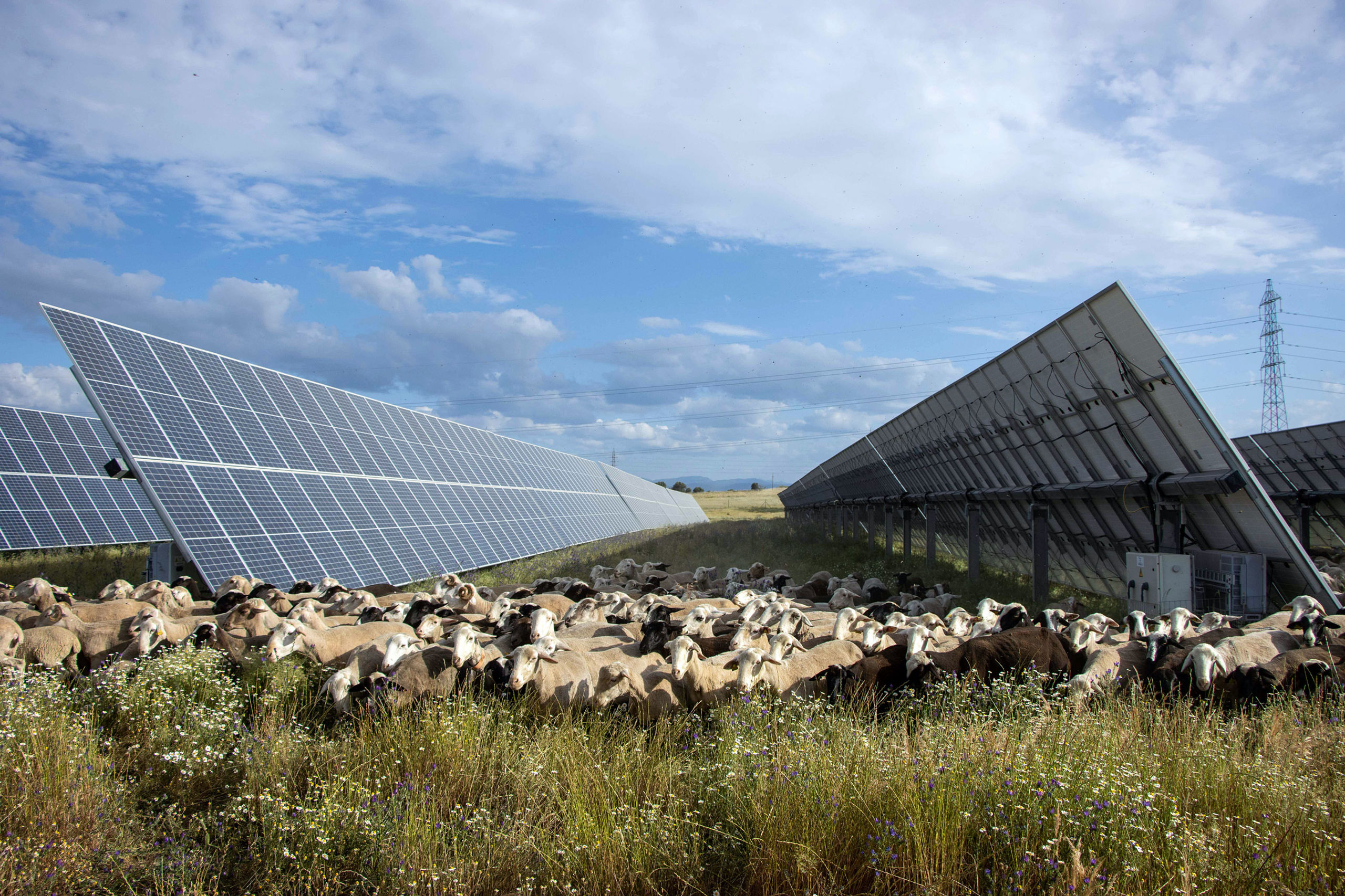 Sheep and solar panels